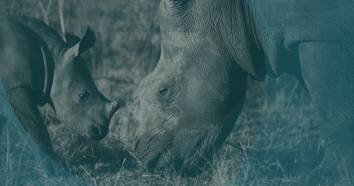 Reframing Wildlife Crime: International Networks and Organised Gangs
